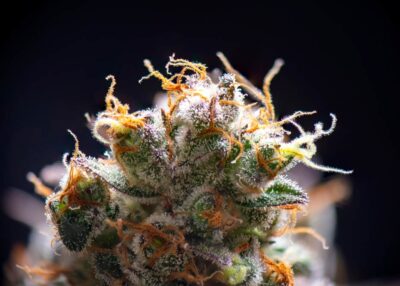 trichomes and terpenes
